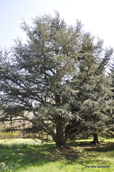 Cedrus atlantica 'Glauca' — photo 5